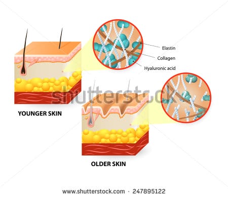stock-photo-visual-representation-of-skin-changes-over-a-lifetime ...